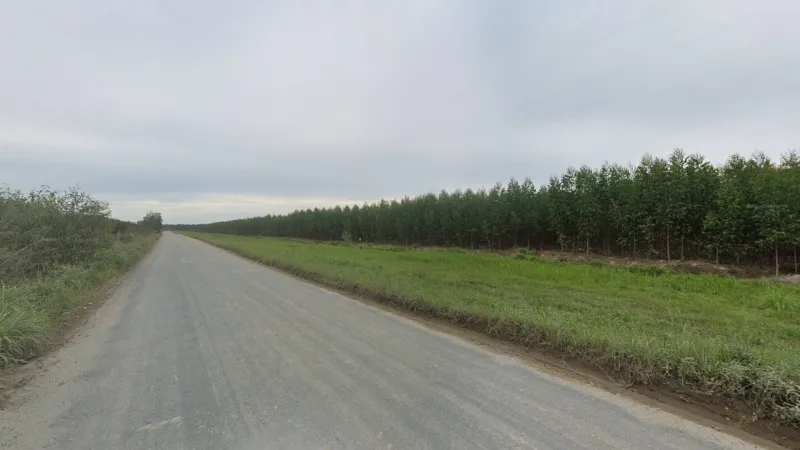 Artificially Planted Eucalyptus Forests