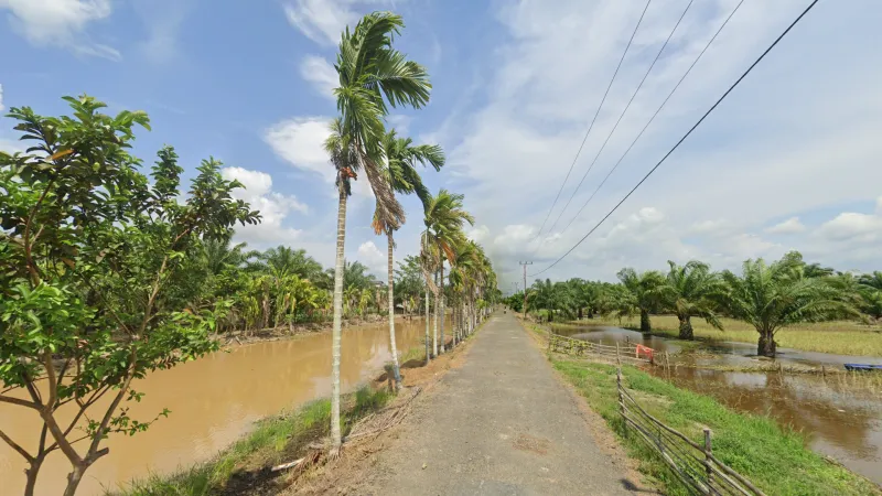 Canals Areca Palms
